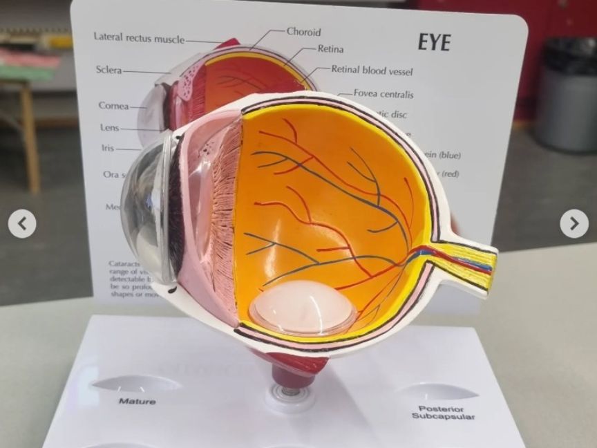 Los padres y madres nos visitan 4