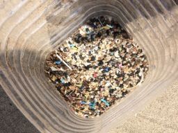 Microplásticos de un muestreo de 1 m2 arena. Realizado por alumnado en la playa de Famara (Lanzarote)